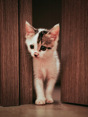 cat on the floor