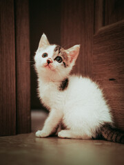 cat on the floor