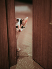 cat on the floor
