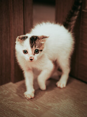 cat on the floor
