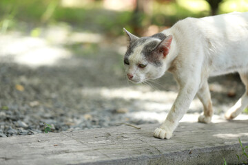 A homeless white cat walks in the garden.