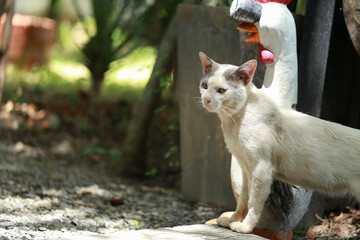 A homeless white cat walks in the garden.