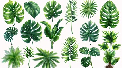 Tropical Plants Collection - Realistic Illustration