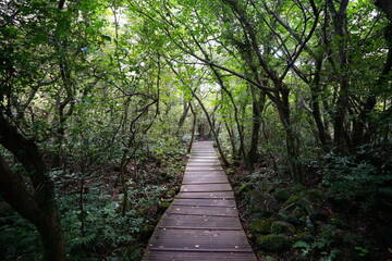 Obraz premium autumn walkway in the gleaming sunlight