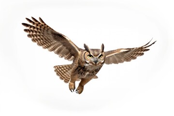 Obraz premium Great horned owl animal flying bird.