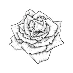 Hand drawn line art rose flower illustration isolated on white background