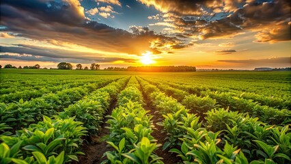 Field of green plants with sun setting in the background, field, green, plants, sunset, nature, outdoors, landscape, sky