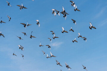 Flock of pigeons flies in the blue sky