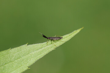 Closeup slim small dark plant bug Heterotoma planicornis syn. Heterotoma meriopter. Family Miridae. Underside leaf Canada goldenrod. Dutch garden. Summer, July