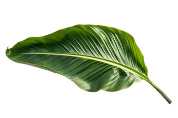 Fototapeta premium Bird of Paradise Leaf, isolated on white background,