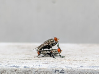 A close-up of mating flies reveals a fascinating and intricate moment in nature.