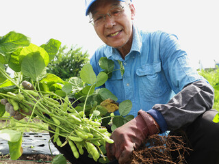 枝豆を収穫する男性