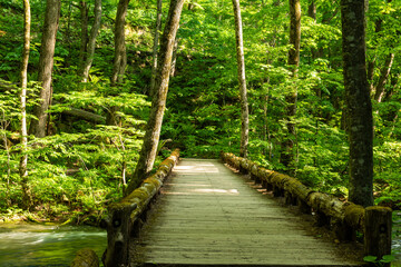 Obraz premium 木漏れ日と木道