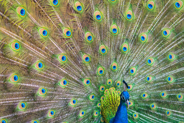 Obraz premium Beautiful peacock with feathers out