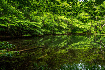森の中の見事なシンメトリー