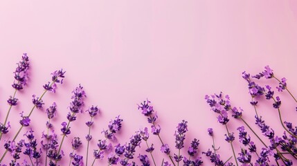 Lavender blooms on pink backdrop with space for text