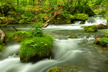 時が止まったような静かな森の景色
