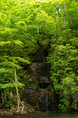 樹木に覆われた断層となる水の流れ