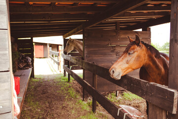 Stables and wooden barn with purebred brown and white horses