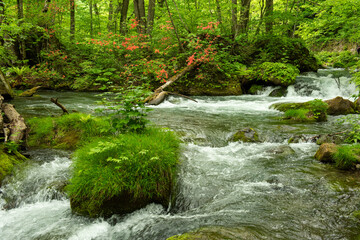 静寂な森に流れの速い小川