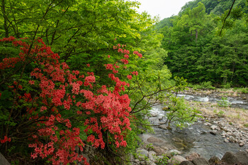 小川の岸に咲く真っ赤なツツジ
