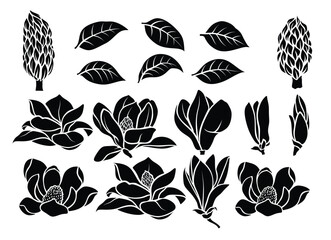 Set of black silhouettes Magnolia flowers isolated on a white background. © andin