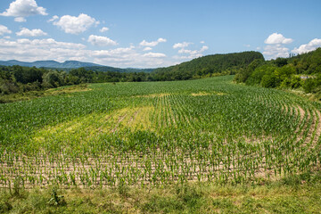 Fototapeta premium Landscape with field of newly sprouted maize on sunny summer day