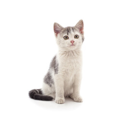 Little gray kitten .