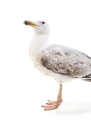 Gray seagull sitting and looking up.
