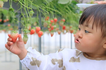いちご狩りを体験している子供