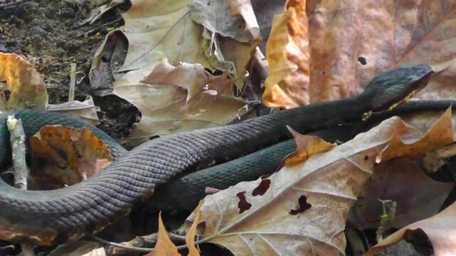 Water Moccasin AKA Cottonmouth Venomous Snake