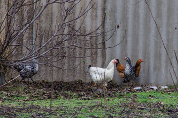 chickens and a rooster are walking in the garden. Domestic bird
