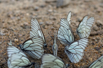 Butterflies mating on the ground in the forest, Thailand.