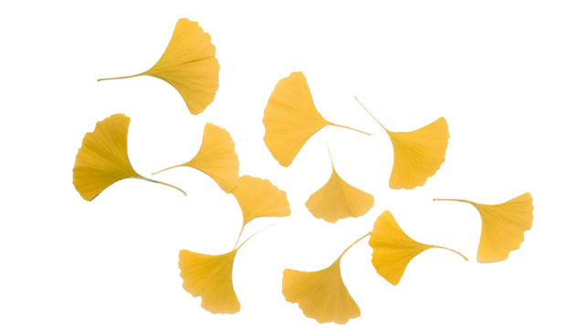 銀杏、いちょう、秋、黄色、PNG 、透過原稿、風