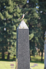 Bird Perched on Obelisk Tombstone