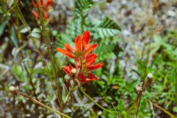 Vibrant Scarlet Indian Paintbrush in Full Bloom