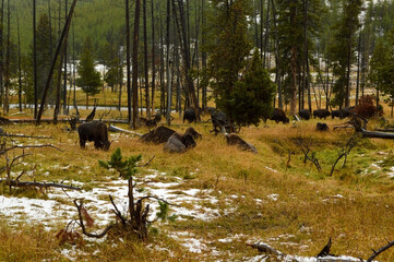 Bison in a Field on a Cloudy Day at Yellowstone