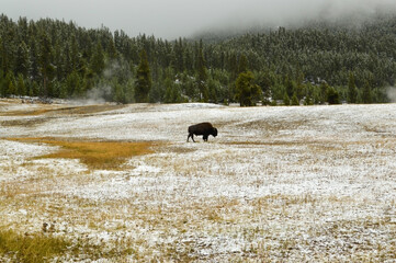 Lone Bison in Snowy Field at Yellowstone National Park