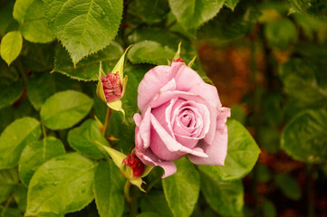 Delicate Pink Rose Bloom with Buds