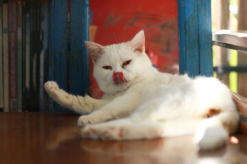 A cat is using its tongue to clean itself.