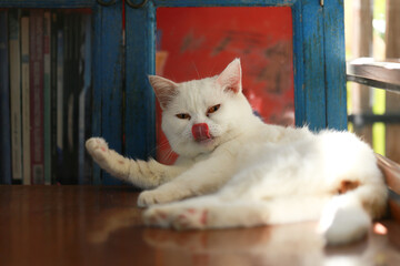 A cat is using its tongue to clean itself.