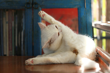 A cat is using its tongue to clean itself.