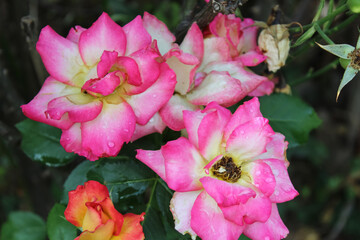Beautiful blooming garden Roses in a garden