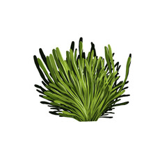 Illustration of Kentucky Bluegrass