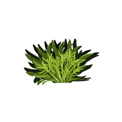 Illustration of Centipede Grass