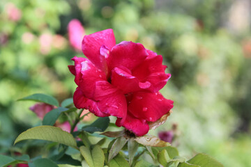 Beautiful blooming garden Roses in a garden