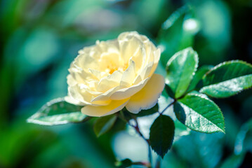 Beige rose on a green natural background