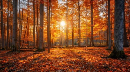 Obraz premium Autumn forest with vibrant fall foliage, illustrating the changing seasons