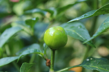 Green Round Chilli or Pepper 