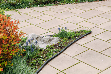 Spiraea japonica bush in a landscaped green garden